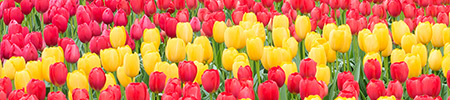 keukenhof gardens tulips