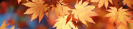 canada autumn leaves