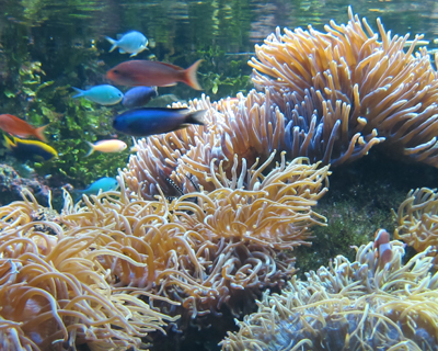 corals sydney aquarium