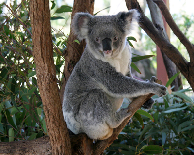 koala taronga zoo