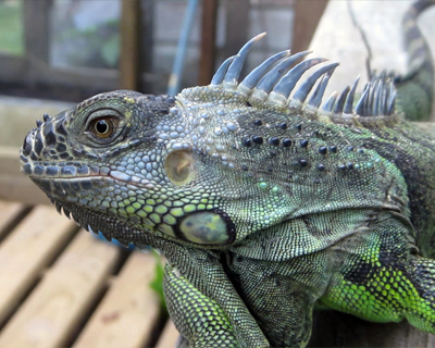 green iguana belize