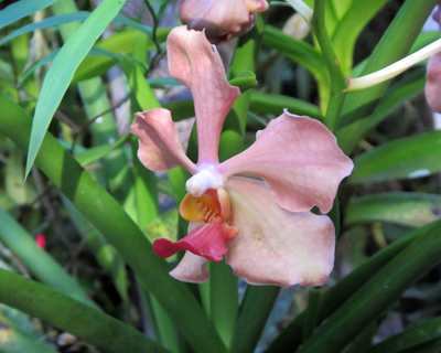 beliz orchid