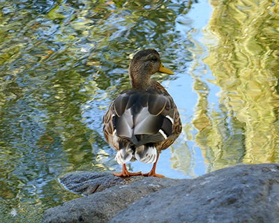 granville island duck pond