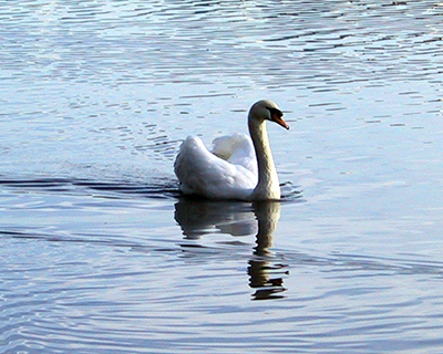 lost lagoon swans stanley park vancouver