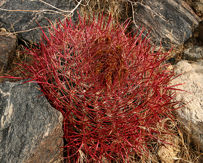 cottontop cactus joshua tree np