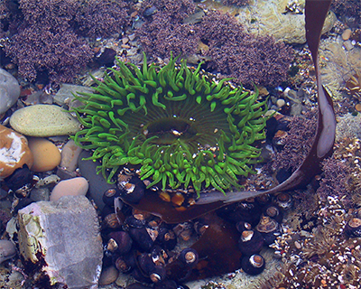 green sea anemones tidepool central coast california