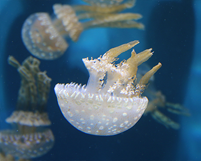 monterey bay aquarium jellies