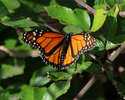 monarch butterfly santa cruz monarch butterfly sanctuary