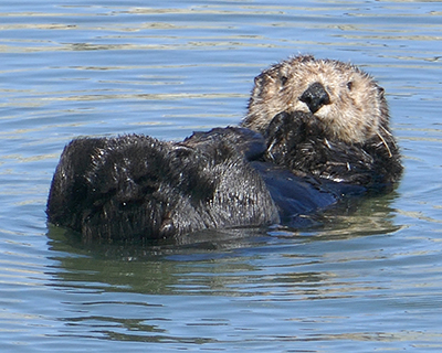 sea otter elkhorn slough