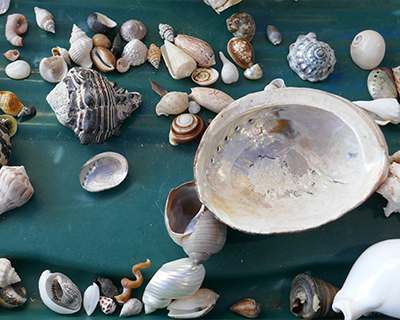 shells museum natural history morro bay