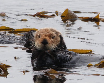 sea otter in morro bay