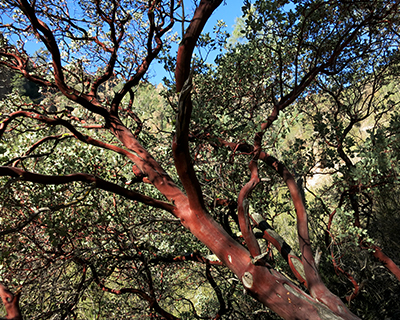 manzanita pinnacles california