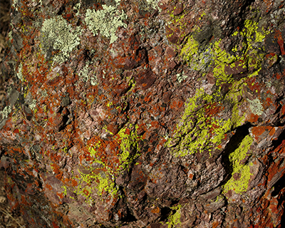 lichen pinnacles california