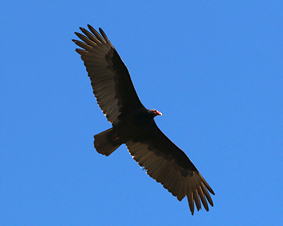 california turkey vulture pinnacles