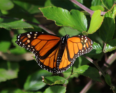 monarch butterfly natural reserve santa cruz