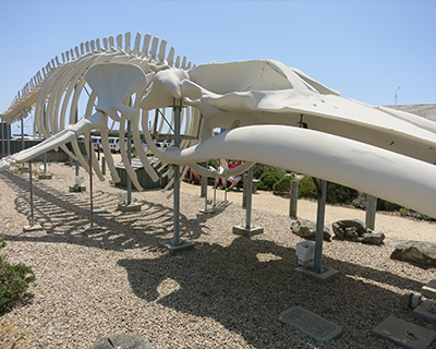 seymour discovery marine center whale skeleton
