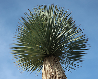 living desert zoo palm springs cactus garden yucca