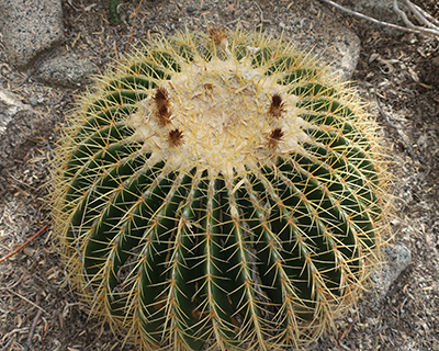 living desert zoo palm springs barrel cactus