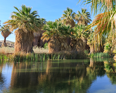  palm springs coachella valley preserve