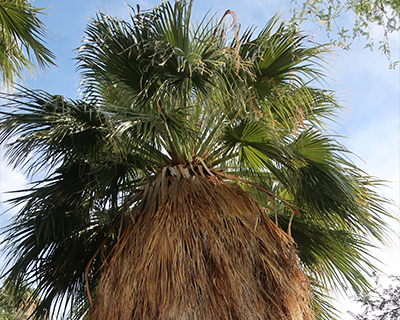  palm springs california fan palm