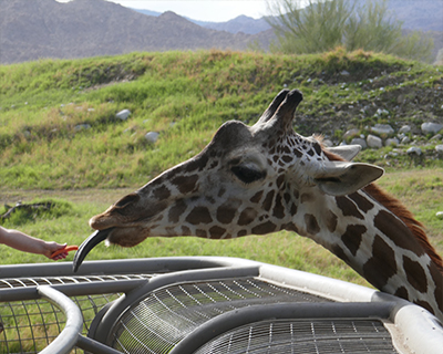 living desert zoo palm springs giraffe