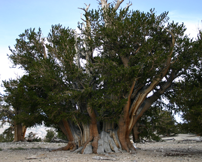 ancient bristlecone pine forest patriarch tree