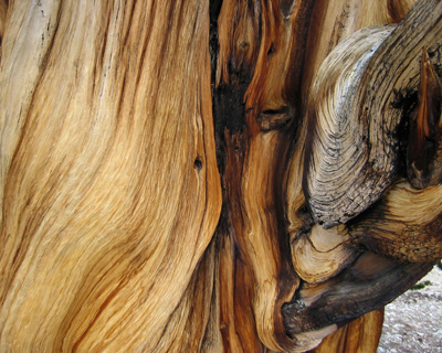 ancient bristlecone pine forest bark