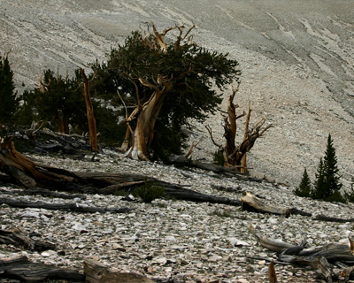 ancient bristlecone pine forest harsh climate