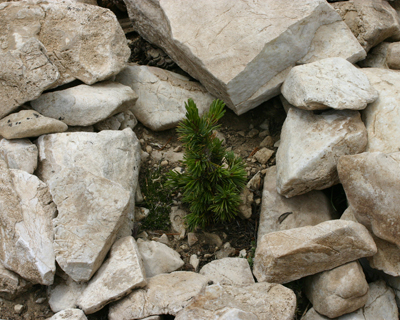 ancient bristlecone pine forest seedling