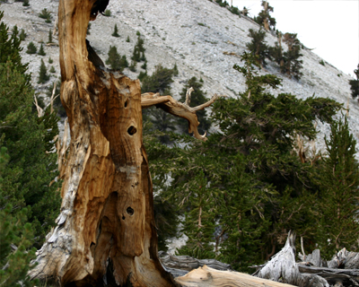ancient bristlecone pine forest trees
