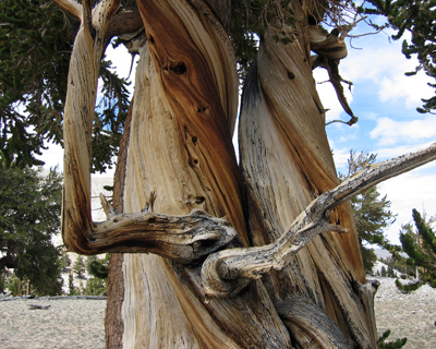 eastern sierra california bristlecone pine