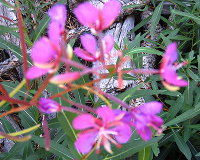 reds meadow california wildflowers