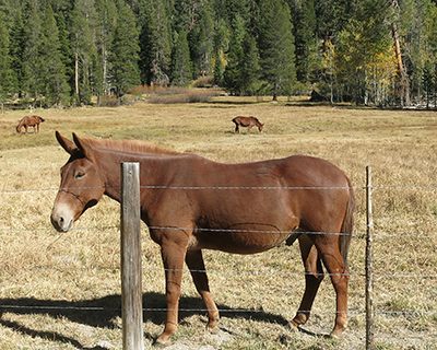 reds meadow california horses grazing