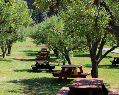 apple hill california picnic in orchard
