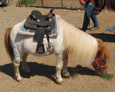 apple hill california pony rides