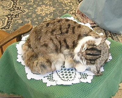old sacramento sleeping cat living history