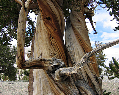 ancient bristlecone pines california