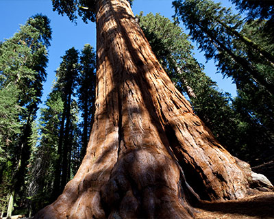 sequoia redwoods sierra california