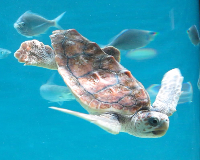monterey bay aquarium loggerhead turtle