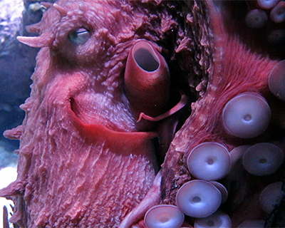 monterey bay aquarium pacific octopus
