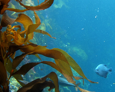 monterey bay aquarium kelp forest
