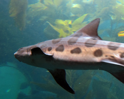 monterey bay aquarium leopard shark