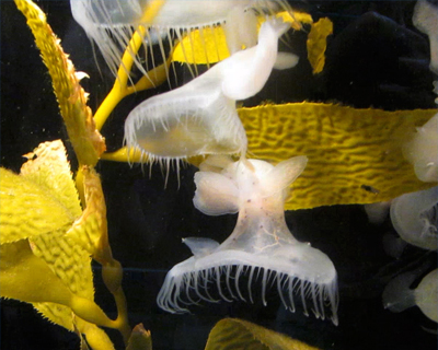 monterey bay aquarium sea slugs