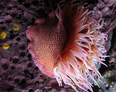 monterey bay aquarium sea anemone