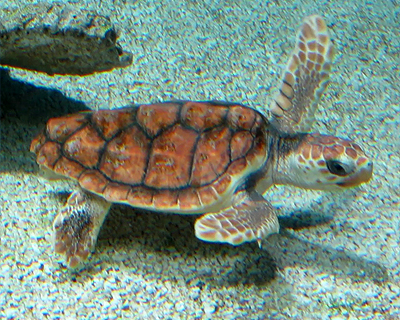 california monterey bay aquarium turtle