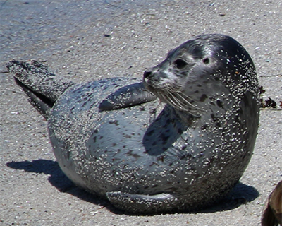 california monterey harbor seal