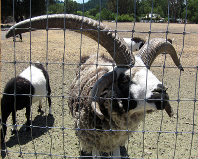 calistoga four horned sheep