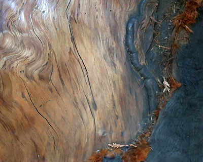 redwood and burned bark