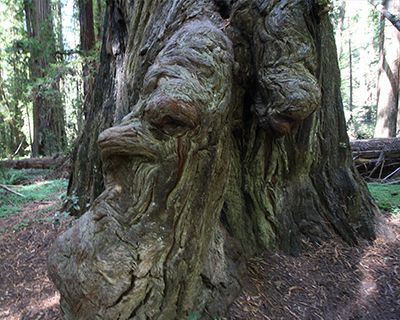 rockefeller grove humboldt redwoods state park