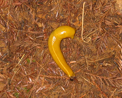banana slug redwood coast california